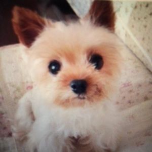 Meet your Posher, Diane